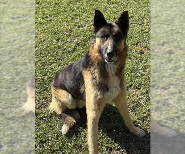 Medium Photo #2 German Shepherd Dog Puppy For Sale in Riverside, CA, USA
