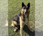 Small #1 German Shepherd Dog
