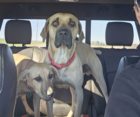 Medium Photo #8 Black Mouth Cur Puppy For Sale in ROYSE CITY, TX, USA