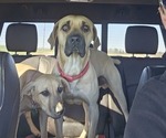 Small #7 Black Mouth Cur