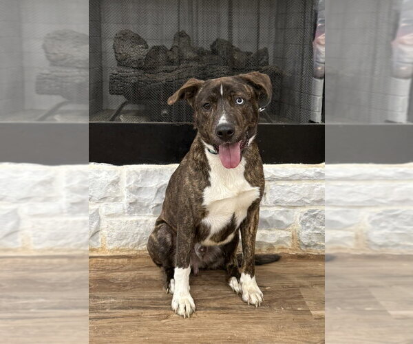 Medium Photo #2 Mountain Cur-Unknown Mix Puppy For Sale in Boston, MA, USA