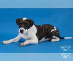 Small #22 American Pit Bull Terrier