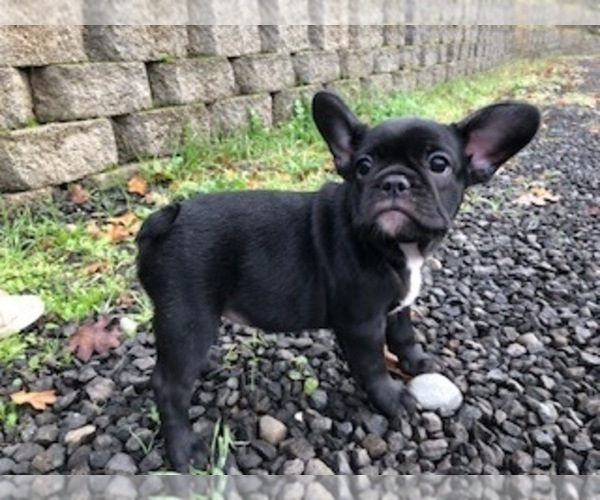 Medium Photo #2 French Bulldog Puppy For Sale in OAKLAND, OR, USA