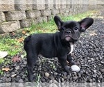 Small Photo #2 French Bulldog Puppy For Sale in OAKLAND, OR, USA