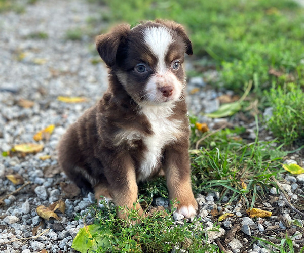Medium Photo #5 Miniature Australian Shepherd Puppy For Sale in PERU, NE, USA