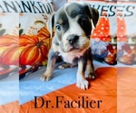 Puppy Dr Facilier Olde English Bulldogge