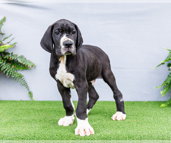 Medium Photo #1 Great Dane Puppy For Sale in WAKARUSA, IN, USA