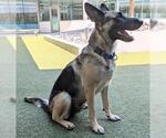 Small #1 German Shepherd Dog