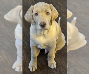 Labrador Retriever Puppy for sale in WAYNESVILLE, OH, USA