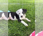 Small #1 Border Collie