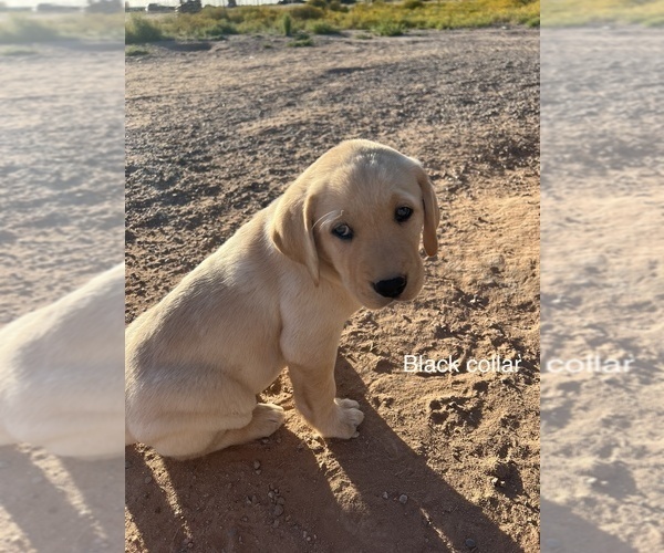 Medium Photo #7 Labrador Retriever Puppy For Sale in CASA GRANDE, AZ, USA