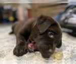 Small Photo #5 Labrador Retriever Puppy For Sale in VINEMONT, AL, USA
