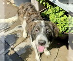 Small #6 German Wirehaired Pointer-Poodle (Standard) Mix