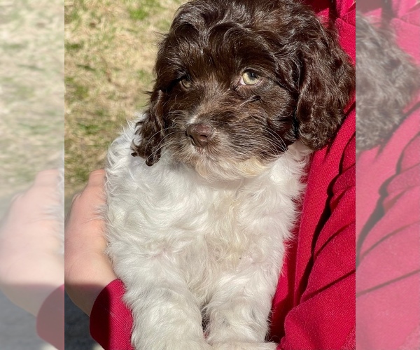 Medium Photo #18 Cavapoo Puppy For Sale in WOODSTOCK, CT, USA
