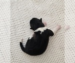Puppy BLAZE Akita