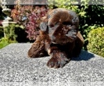 Puppy 1 Shih Tzu