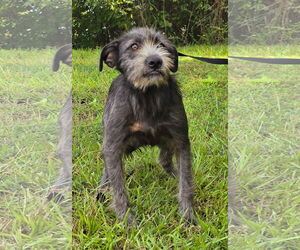 Mutt Dogs for adoption in Wetumpka, AL, USA