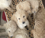 Small Photo #7 Poodle (Standard) Puppy For Sale in NASHVILLE, TN, USA
