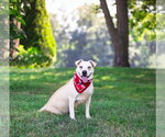 Small #1 Labrador Retriever Mix