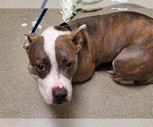 Mutt Dogs for adoption in Las Vegas, NV, USA