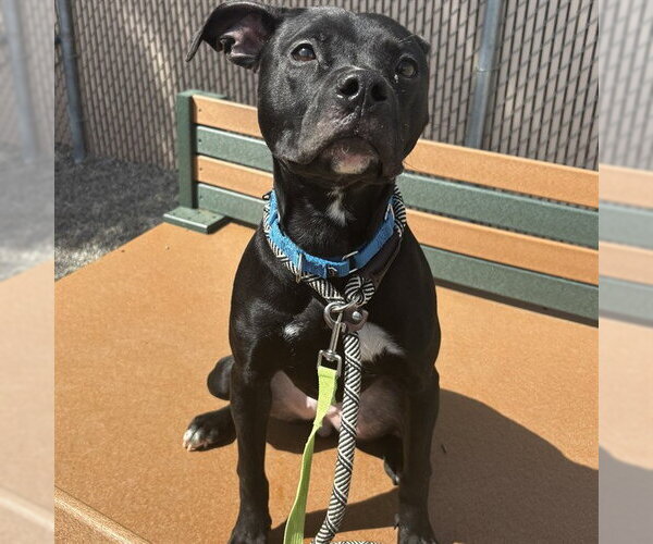 Medium Photo #1 American Pit Bull Terrier-Unknown Mix Puppy For Sale in Palmetto, FL, USA