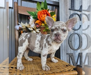French Bulldog Puppy for sale in INDIANAPOLIS, IN, USA