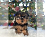 Small Photo #1 Yorkshire Terrier Puppy For Sale in ELMHURST, IL, USA