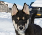 Small Photo #2 Siberian Husky Puppy For Sale in FORT PLAIN, NY, USA