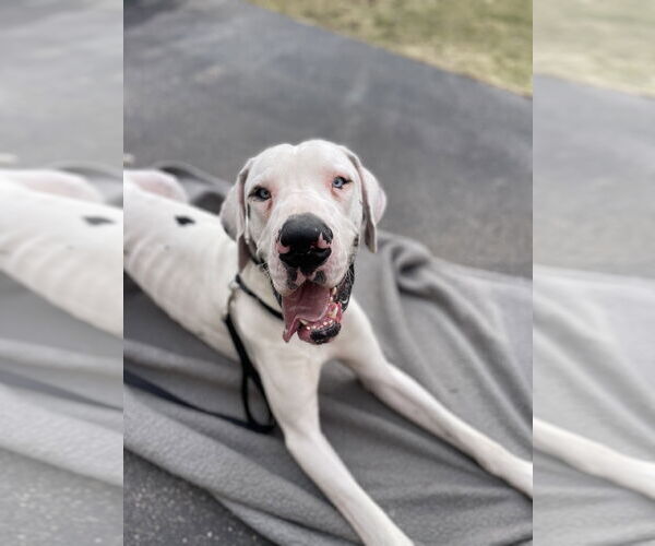 Medium Photo #3 Great Dane Puppy For Sale in Techny, IL, USA