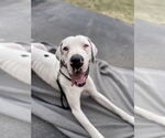Small #2 Great Dane