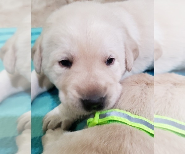 Medium Photo #80 Labrador Retriever Puppy For Sale in OLYMPIA, WA, USA