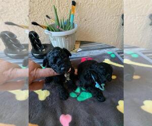 Poodle (Toy) Puppy for sale in KISSIMMEE, FL, USA