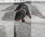 Puppy White collar Doberman Pinscher