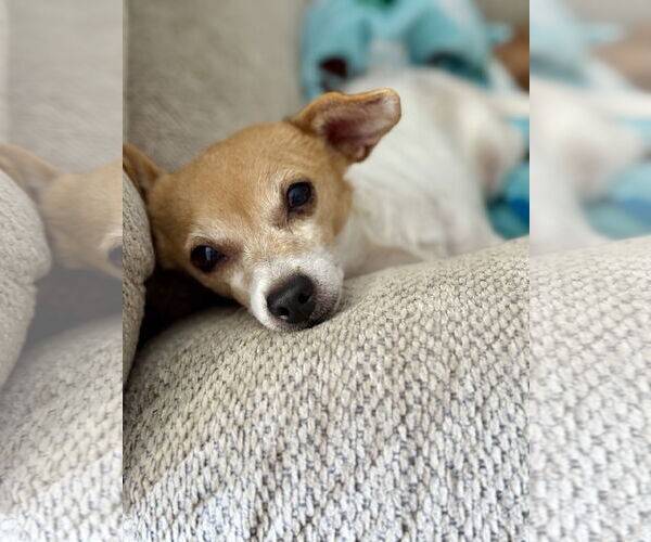 Medium Photo #3 Chihuahua Puppy For Sale in Denton, TX, USA