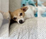 Small #2 Chihuahua