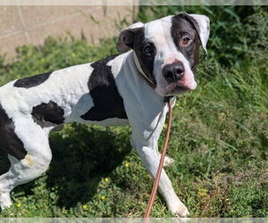 Bullboxer Pit Dogs for adoption in Denver, CO, USA