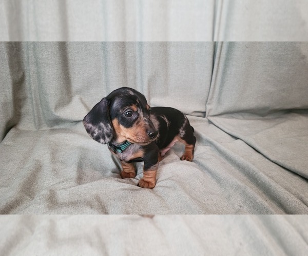Medium Photo #7 Dachshund Puppy For Sale in MUSCOY, CA, USA