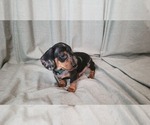 Small #6 Dachshund