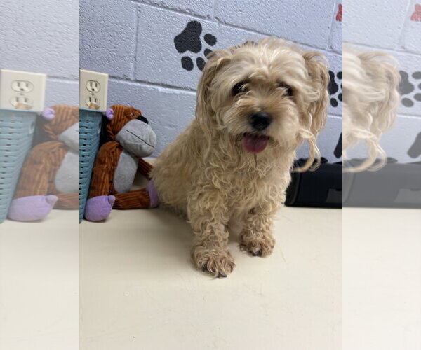 Medium Photo #2 Mutt Puppy For Sale in Amarillo, TX, USA