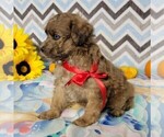 Small Photo #5 Poodle (Toy) Puppy For Sale in ARTHUR, IL, USA