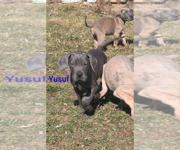 Medium Photo #1 Great Dane Puppy For Sale in ENGLISH, IN, USA