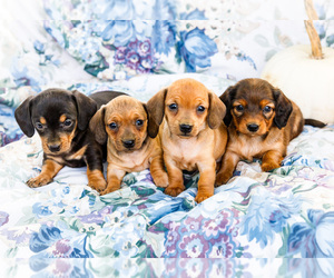 Dachshund Litter for sale in WAKARUSA, IN, USA