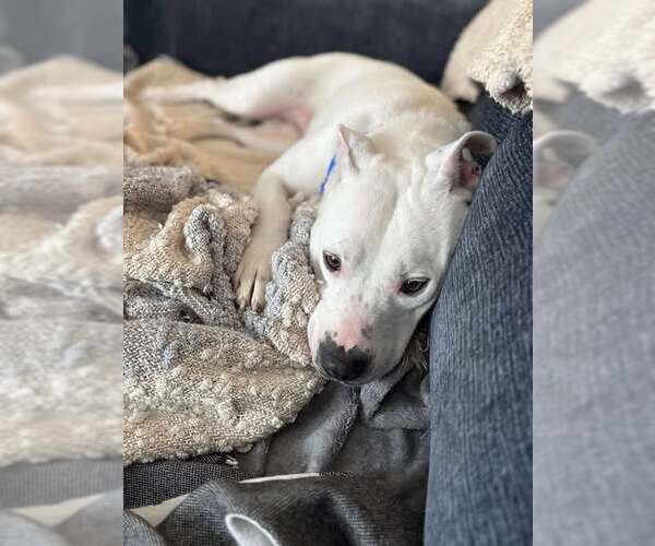 Medium Photo #2 Bulldog Puppy For Sale in Cherry Hill, NJ, USA