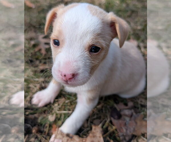 Medium Photo #7 Mutt Puppy For Sale in Brooklyn Center, MN, USA