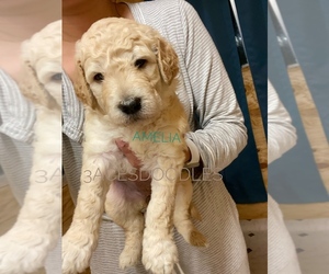 Goldendoodle Puppy for sale in LANCASTER, TX, USA