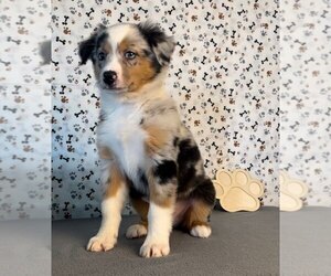 Miniature Australian Shepherd Puppy for sale in FRANKLIN, IN, USA