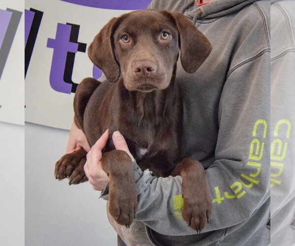 Medium Photo #3 - Mix Puppy For Sale in Huntley, IL, USA