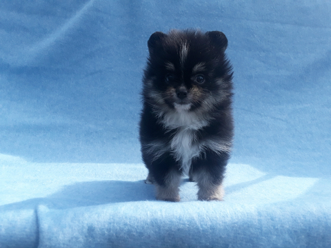 Medium Photo #10 Pomeranian Puppy For Sale in N PALM BEACH, FL, USA