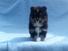 Small Photo #10 Pomeranian Puppy For Sale in N PALM BEACH, FL, USA