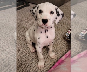 Dalmatian Puppy for sale in WARREN, OH, USA